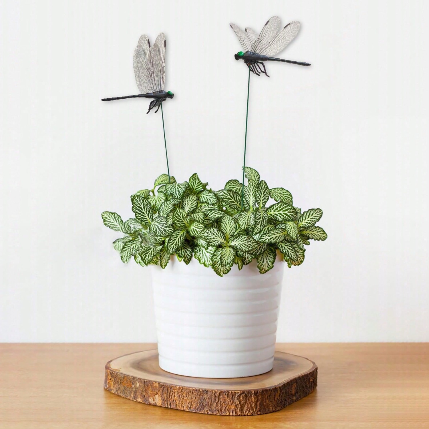 10 Piezas de Libélulas Decorat - Bonsai Garden Decor reseña y precio