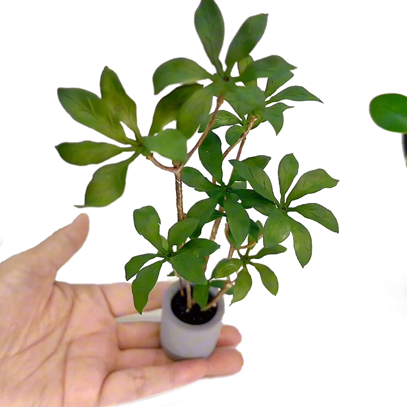 Modelo de plantas en maceta en - Bonsai Garden Home reseña y precio