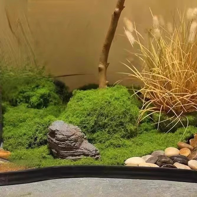 Musgo Eterno de 200g para Manu - Bonsai Garden Home reseña y precio