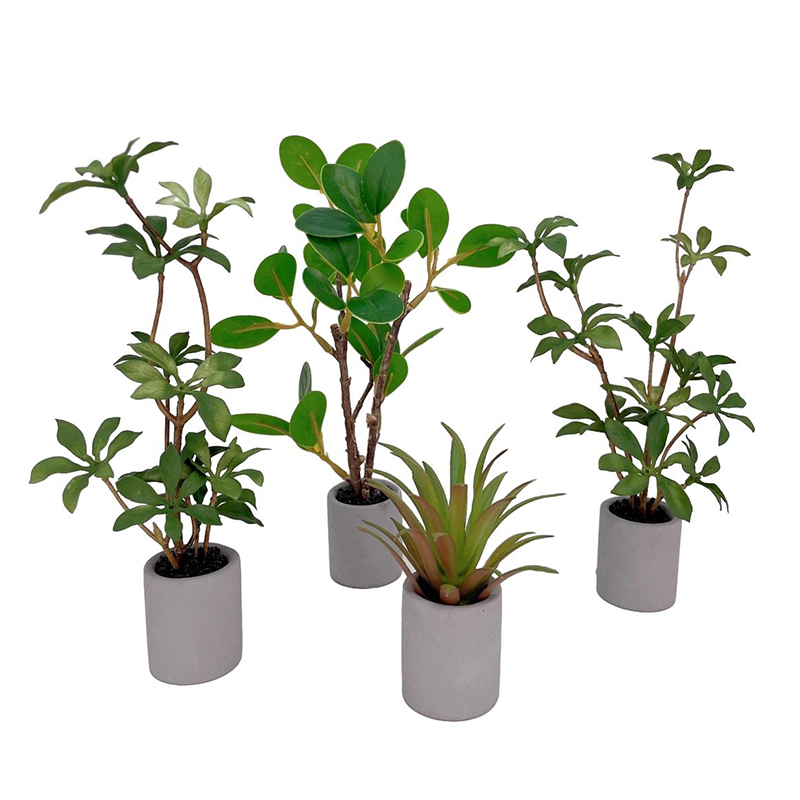 Planta en maceta en miniatura  - Bonsai Garden Home reseña y precio